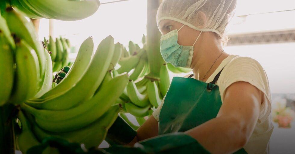 Bondades y diferencias entre bananos convencionales y orgánicos